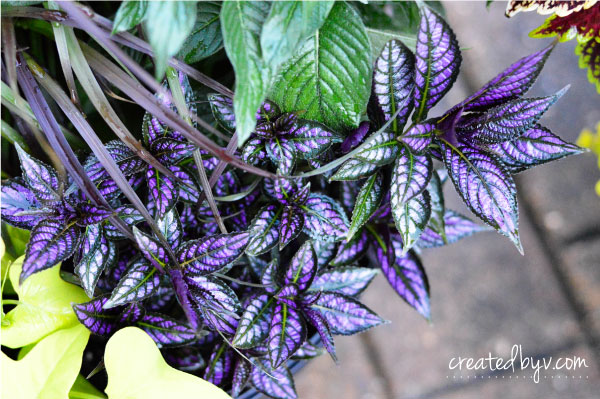 Strobilanthes dyerianus rootless cuttings!
