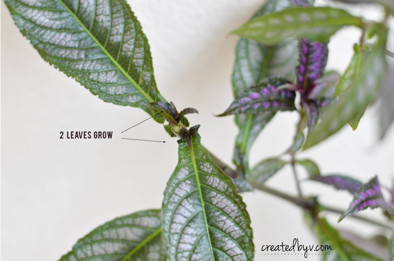 Strobilanthes dyerianus rootless cuttings!